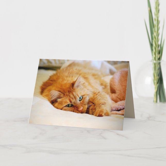 Sweet Orange Maine Coon Cat Card (Front)