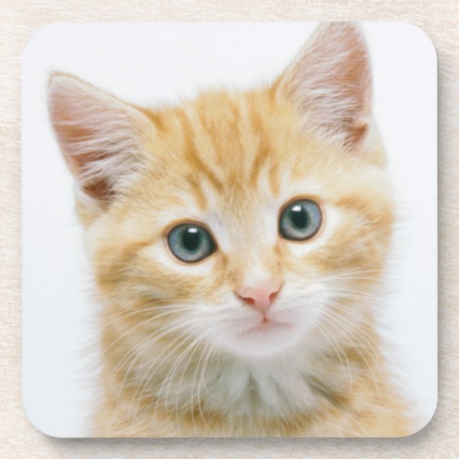 Sweet Orange Tabby Beverage Coaster (Front)