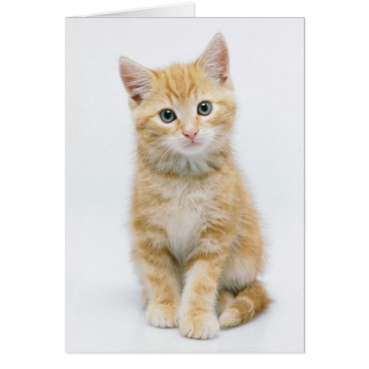 Sweet Orange Tabby Cards (Front)
