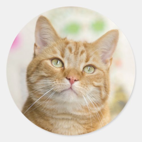 Sweet Orange Tabby Cat Classic Round Sticker