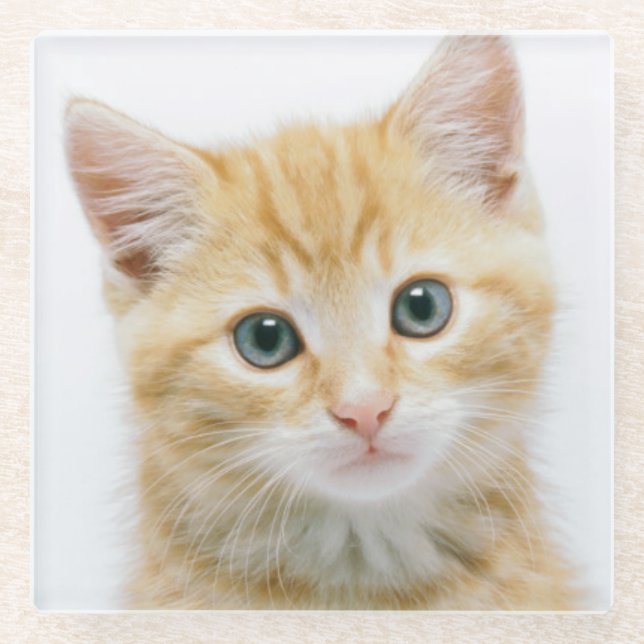 Sweet Orange Tabby Glass Coaster (Front)