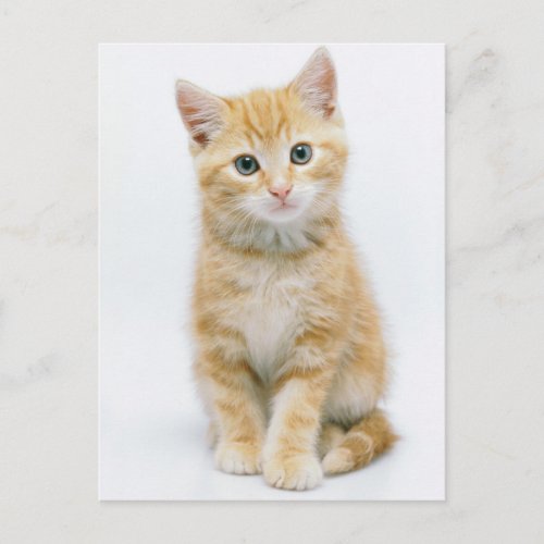 Sweet Orange Tabby Postcard