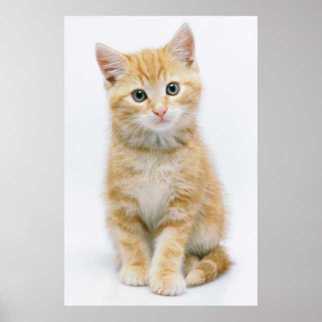 Sweet Orange Tabby Poster (Front)