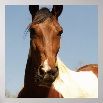 Sweet Paint Horse Poster by HorseStall at Zazzle