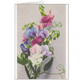 Sweet Pea 1907 (Front)