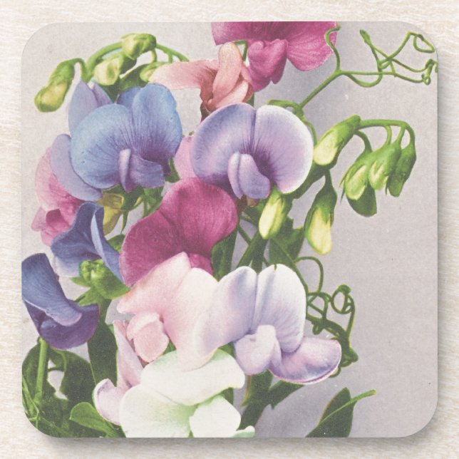 Sweet Pea 1907 Beverage Coaster (Front)