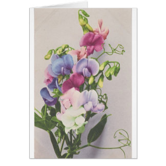 Sweet Pea 1907 Cards