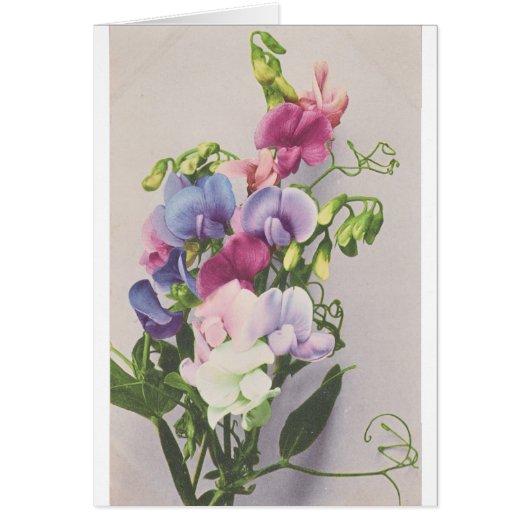 Sweet Pea 1907 Cards (Front)