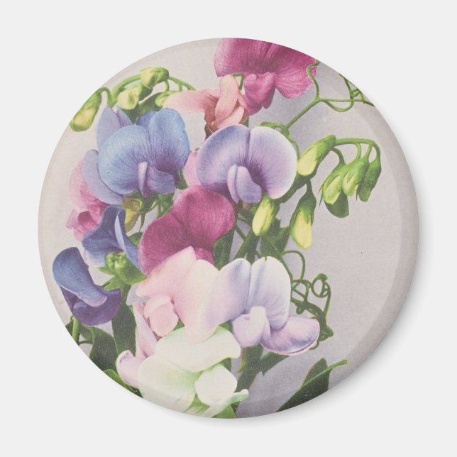 Sweet Pea 1907 Magnet (Front)