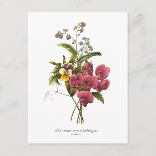 Sweet Pea and Viola Postcard