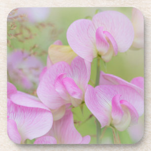 Sweet Pea Blossoms   Seabeck, WA Beverage Coaster