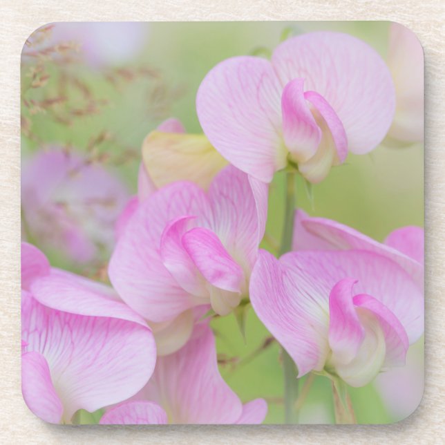 Sweet Pea Blossoms | Seabeck, WA Beverage Coaster (Front)