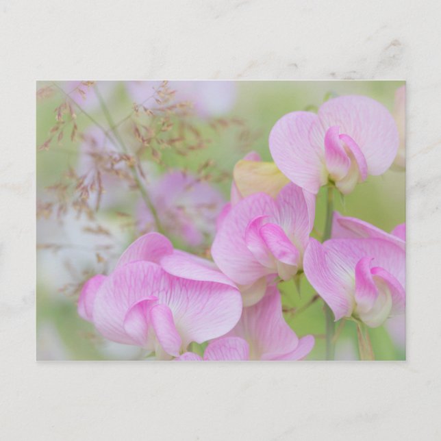 Sweet Pea Blossoms | Seabeck, WA Postcard (Front)