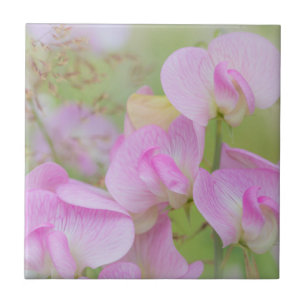 Sweet Pea Blossoms Seabeck, WA Tile
