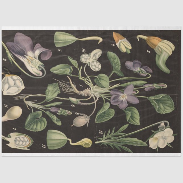 Sweet Pea Decoupage Paper (Front)