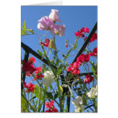 Sweet Pea Extravaganza Card (Front)