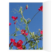 Sweet Pea Extravaganza Card (Inside (Left))