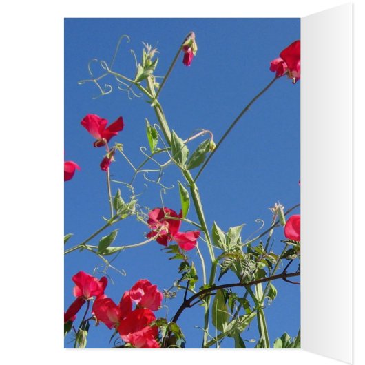 Sweet Pea Extravaganza Card (Inside (Left))