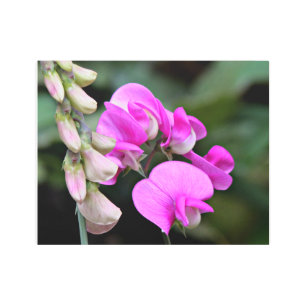 Sweet Pea Floral Metal Print