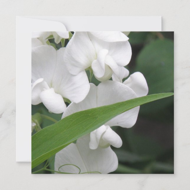 Sweet Pea Flower Invitation (Front)