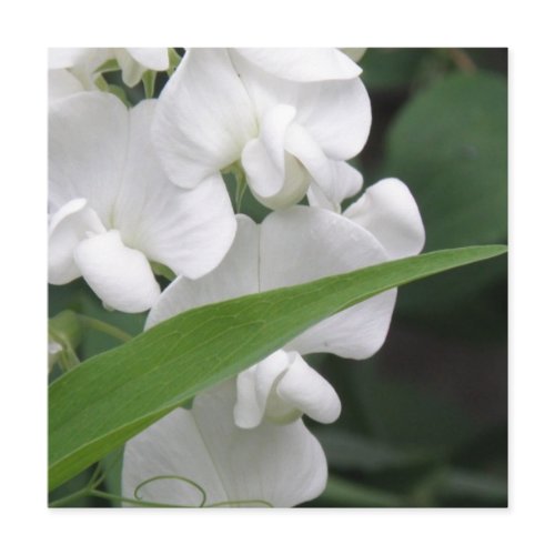 Sweet Pea Flower Invitation