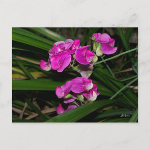 Sweet Pea Flower Postcard