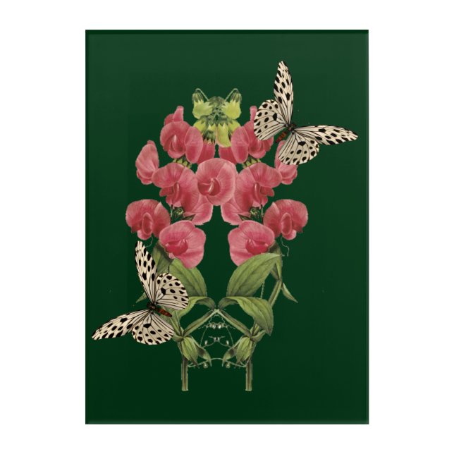 Sweet Pea Flowers And Butterflies   Acrylic Print (Front)