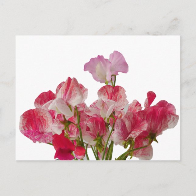 Sweet Pea Flowers Postcard (Front)