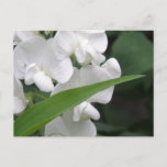 Sweet Pea Flowers Postcard