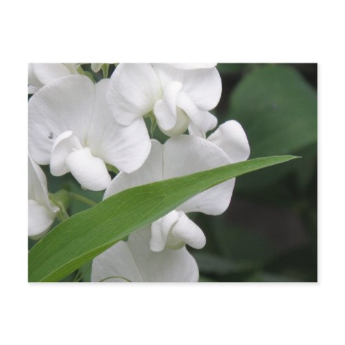 Sweet Pea Flowers Postcard