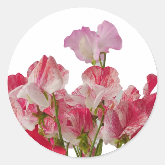Sweet Pea Flowers Sticker (Front)