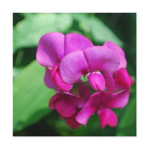 Sweet Pea Invitations