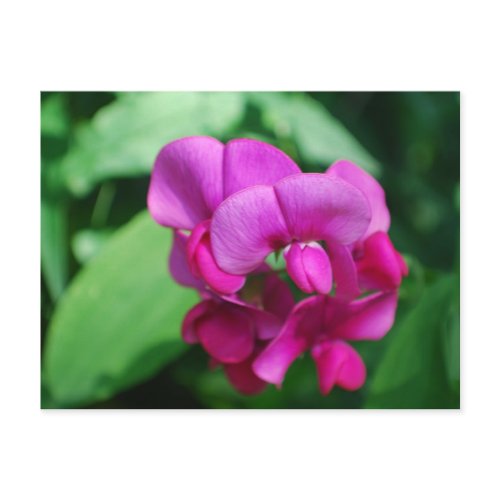 Sweet Pea Postcard