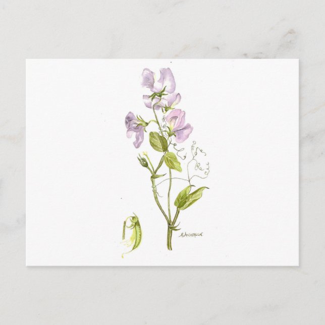sweet pea postcard (Front)
