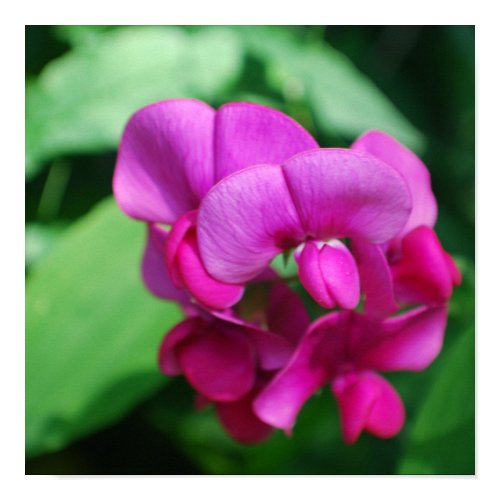 Sweet Pea Poster