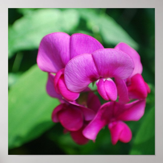 Sweet Pea Poster (Front)