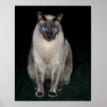 Sweet Pea Poster at Zazzle