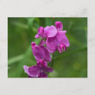 Sweet Pea Pretty Pink Wildflowers Postcard