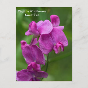Sweet Pea Virginia Pink Wildflowers Postcard