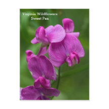 Sweet Pea Virginia Pink Wildflowers Postcard