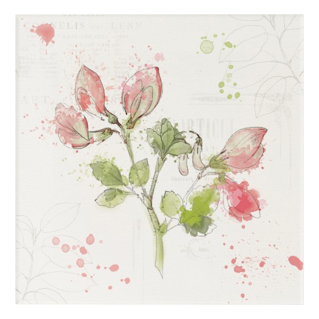 Sweet Pea watercolor Acrylic Print (Front)