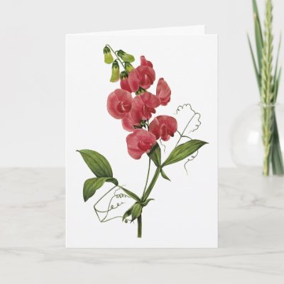 Sweet Pea Watercolor Sympathy Card