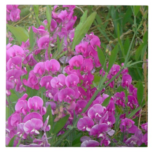 Sweet  Pea Wildflower Flowers Ceramic Tile