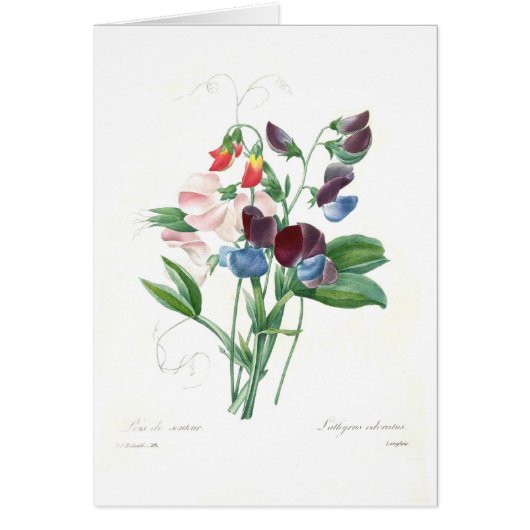 Sweet peas cards (Front)
