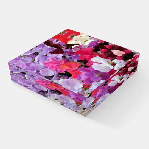 Sweet peas flowers in bloom paperweight