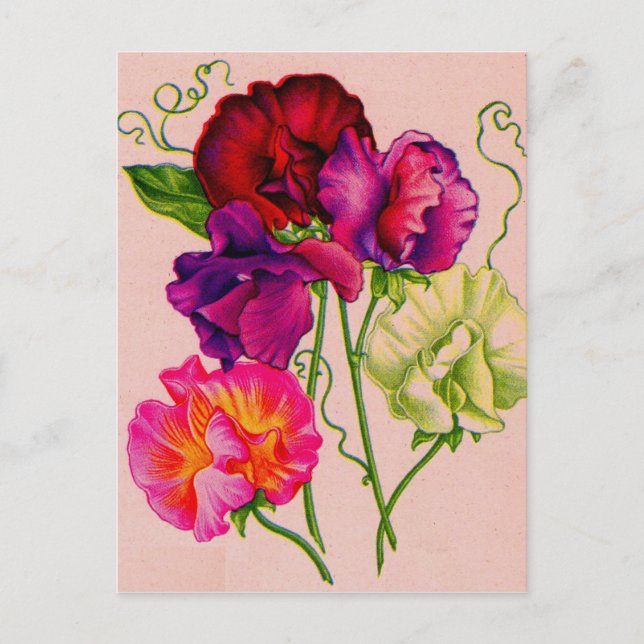 sweet peas in purple and pink postcard (Front)