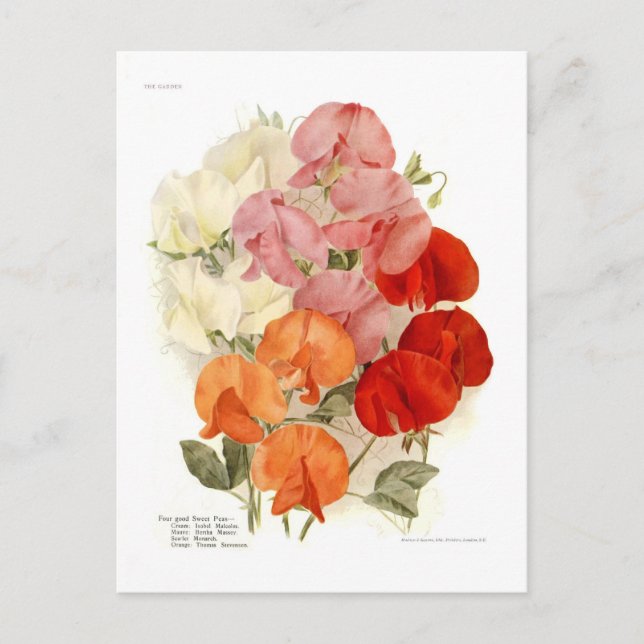 Sweet Peas Postcard (Front)