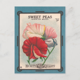 Sweet Peas Postcard
