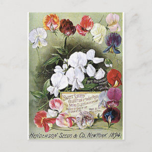 sweet peas seeds postcard