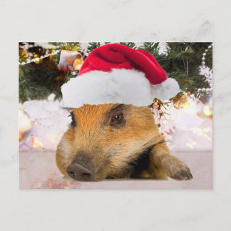 Sweet Pig In Santa Hat Christmas Tree Holiday Postcard